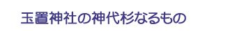 玉置神社の神代杉なるもの
