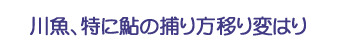 川魚、特に鮎の捕り方移り変わり