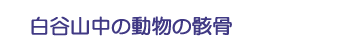 白谷山中の動物の骸骨