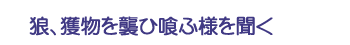 狼、獲物を襲ひ喰ふ様を聞く
