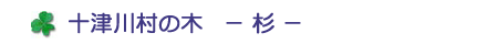 十津川村の木　－杉－