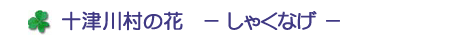 十津川村の花　－しゃくなげ－