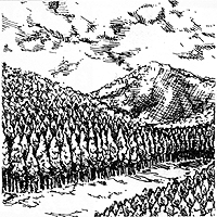玉置山の村有林