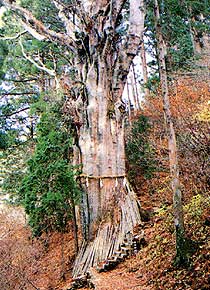 神代杉
