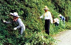 道の草をかる人びと(道ぶしん)