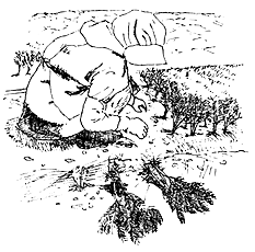 ②なえ植え