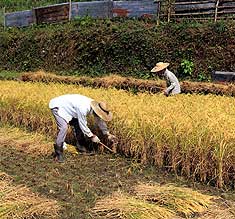 田の仕事(内原)