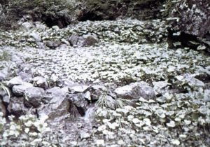 1963bef_S003_020_神納川地区_ワサビ畑